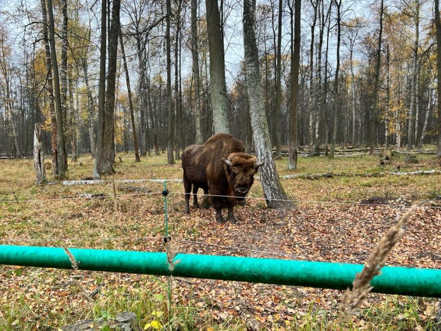Поход к зубрам, 15 октября